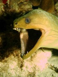 Caught him Yawning, Roatan, Reefmaster 300 Digital by John Jeppson 